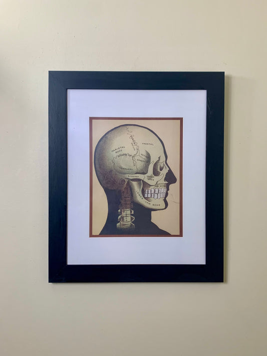 Vintage Framed Skeleton Print Artwork