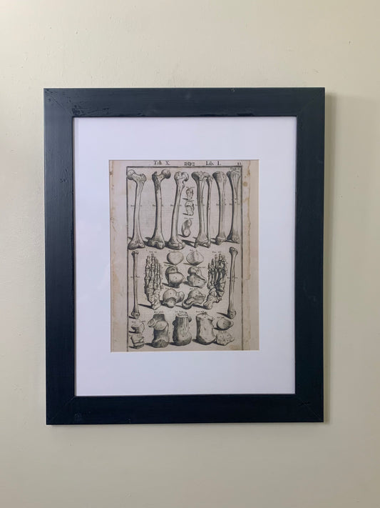 Vintage Framed Human Bone Artwork