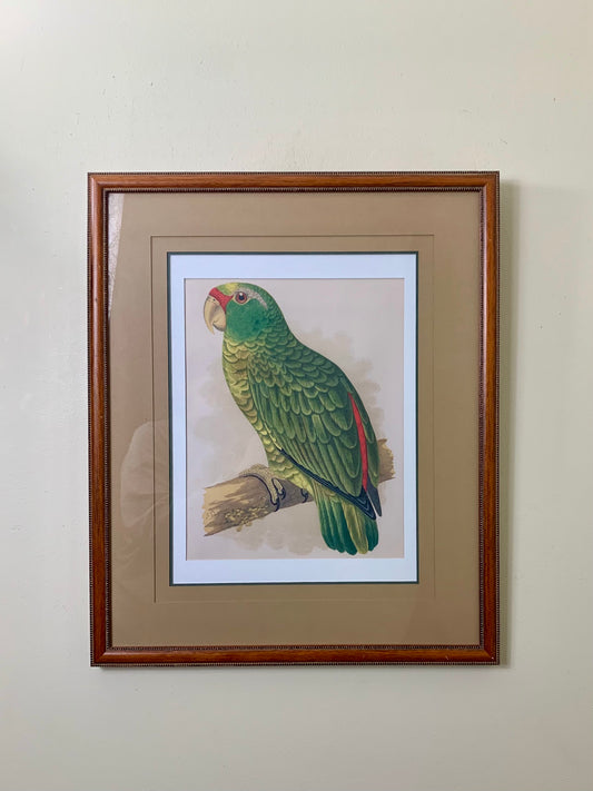 Vintage Framed Amazon Bird Artwork