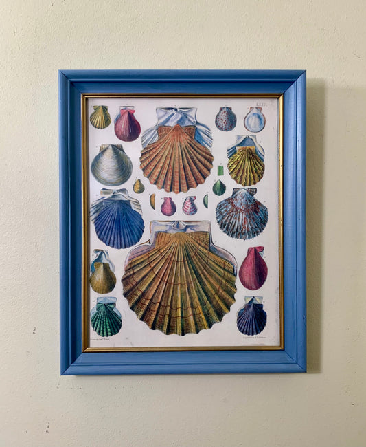 Vintage Framed Shell Print Artwork