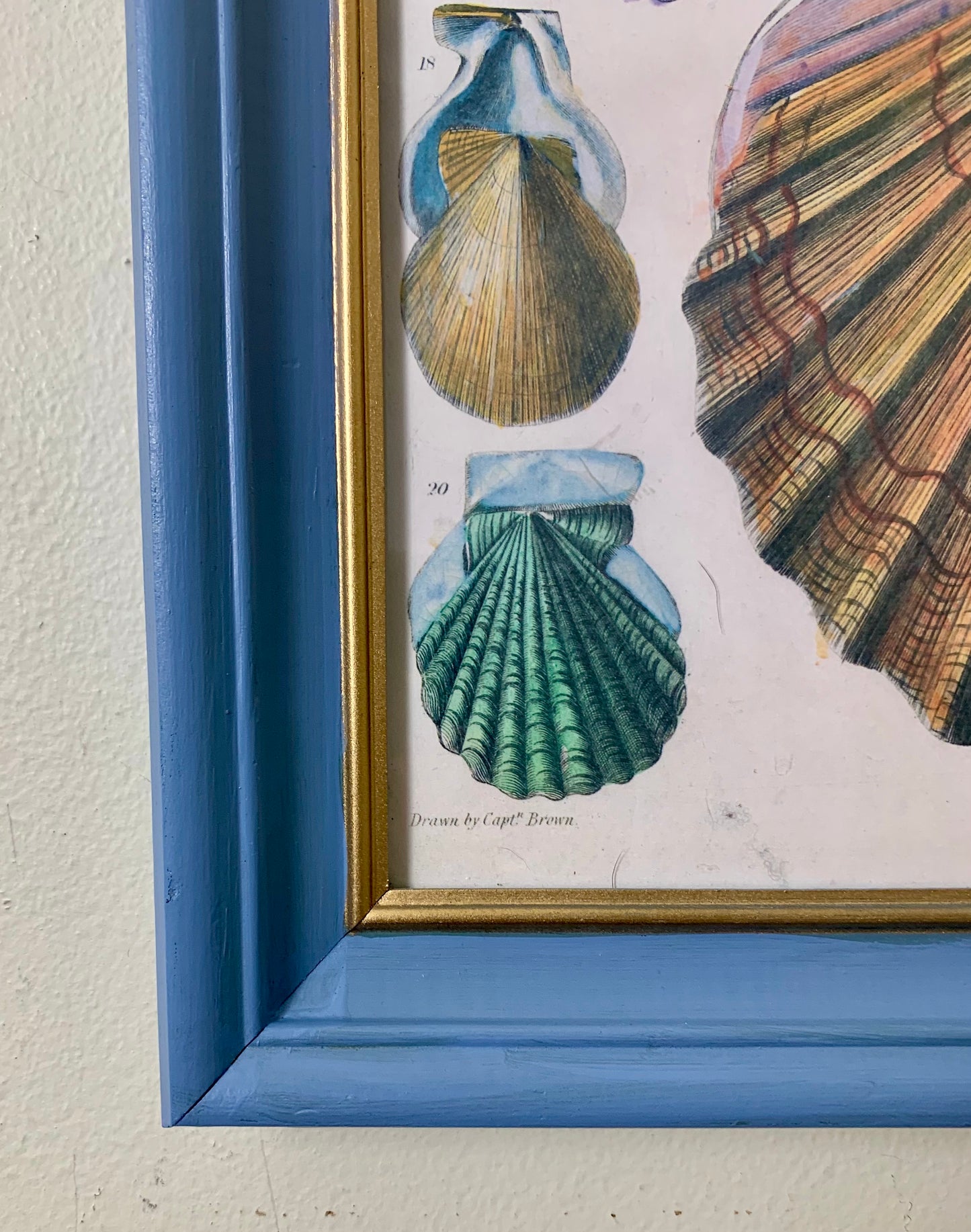 Vintage Framed Shell Print Artwork