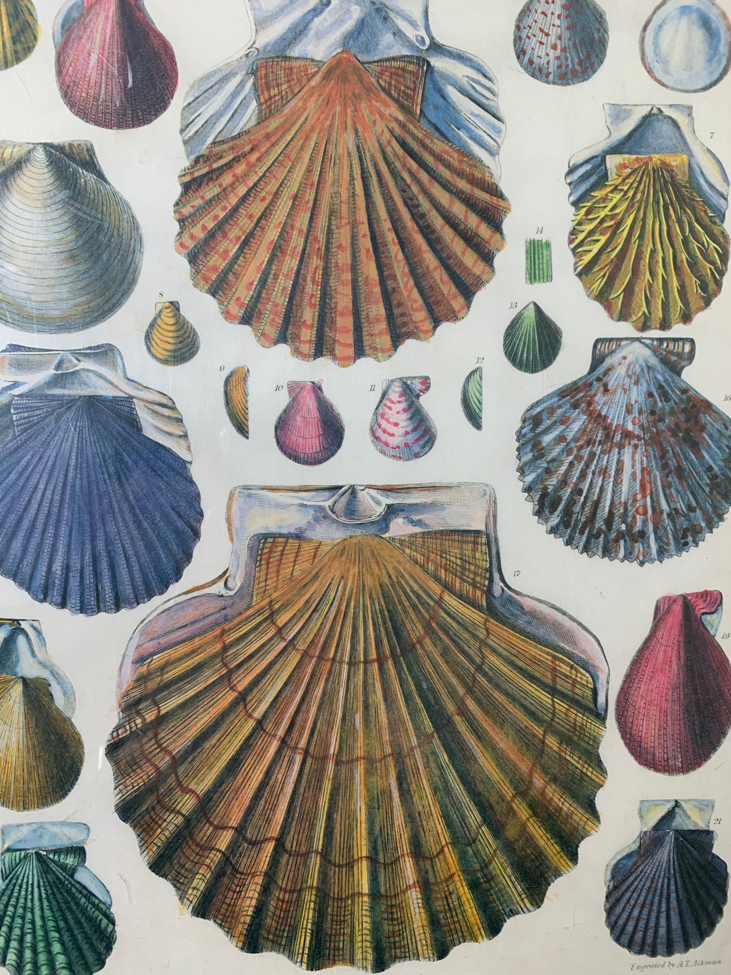 Vintage Framed Shell Print Artwork