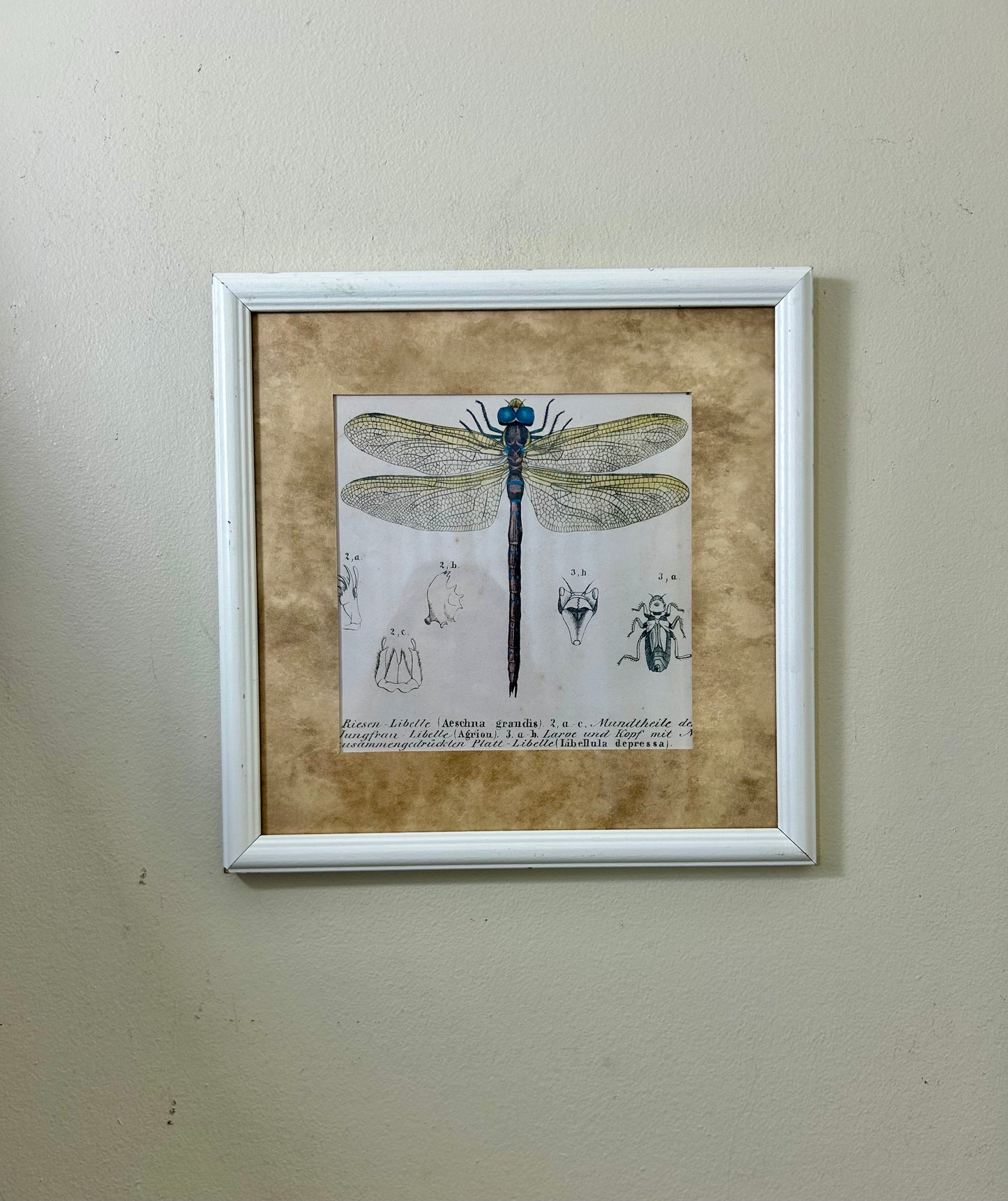 Vintage Dragonfly Framed Artwork