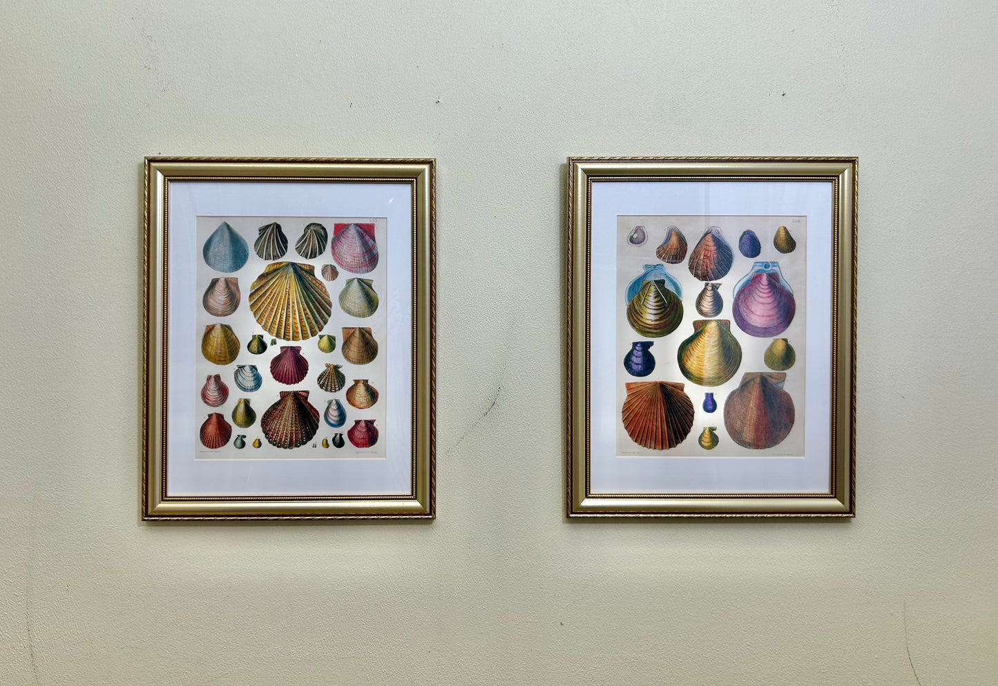 A Set of Framed Vintage Shell Art