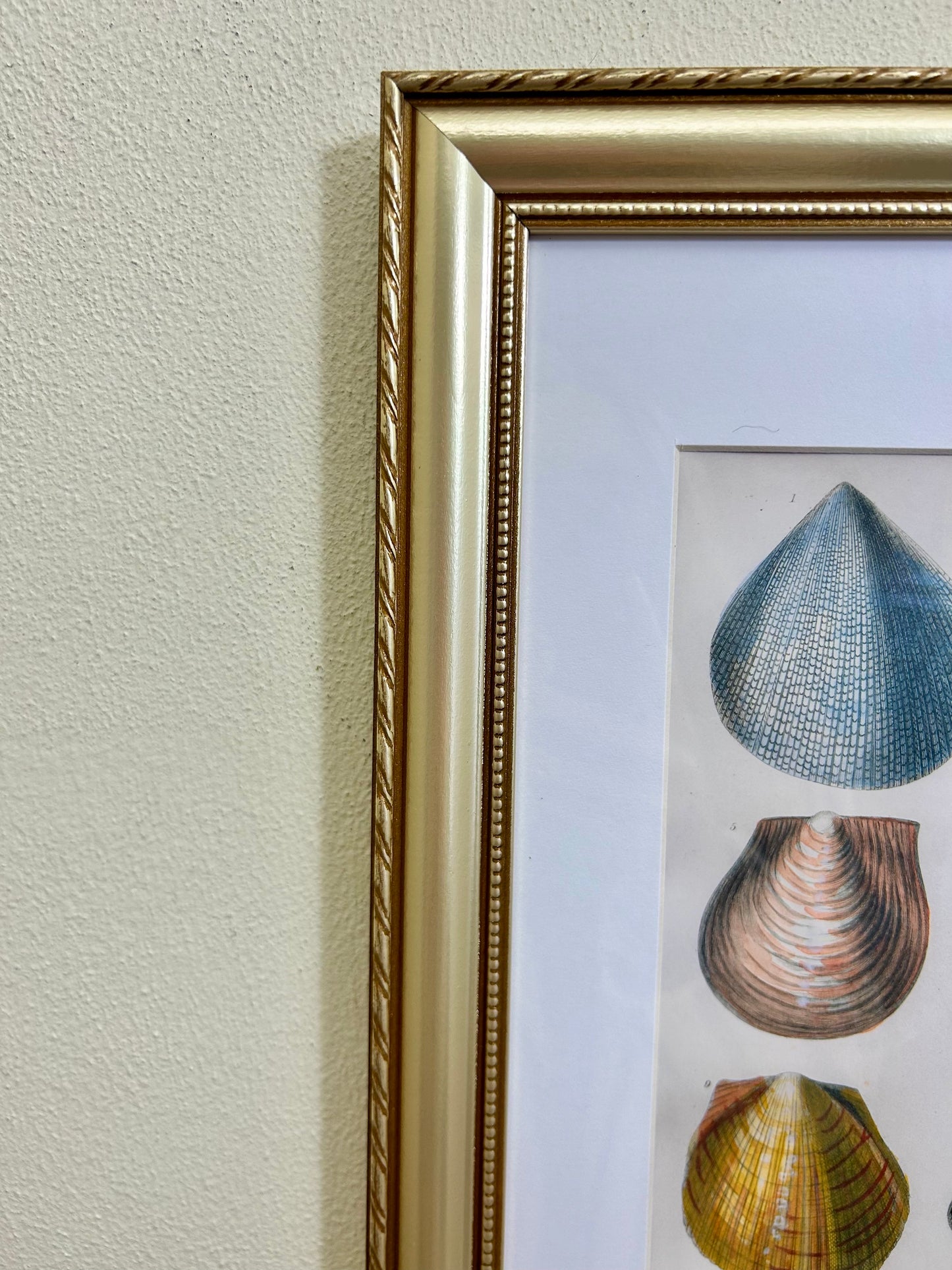 A Set of Framed Vintage Shell Art