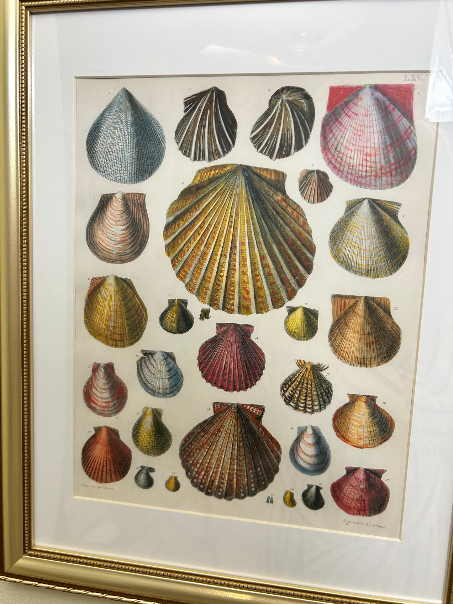 A Set of Framed Vintage Shell Art