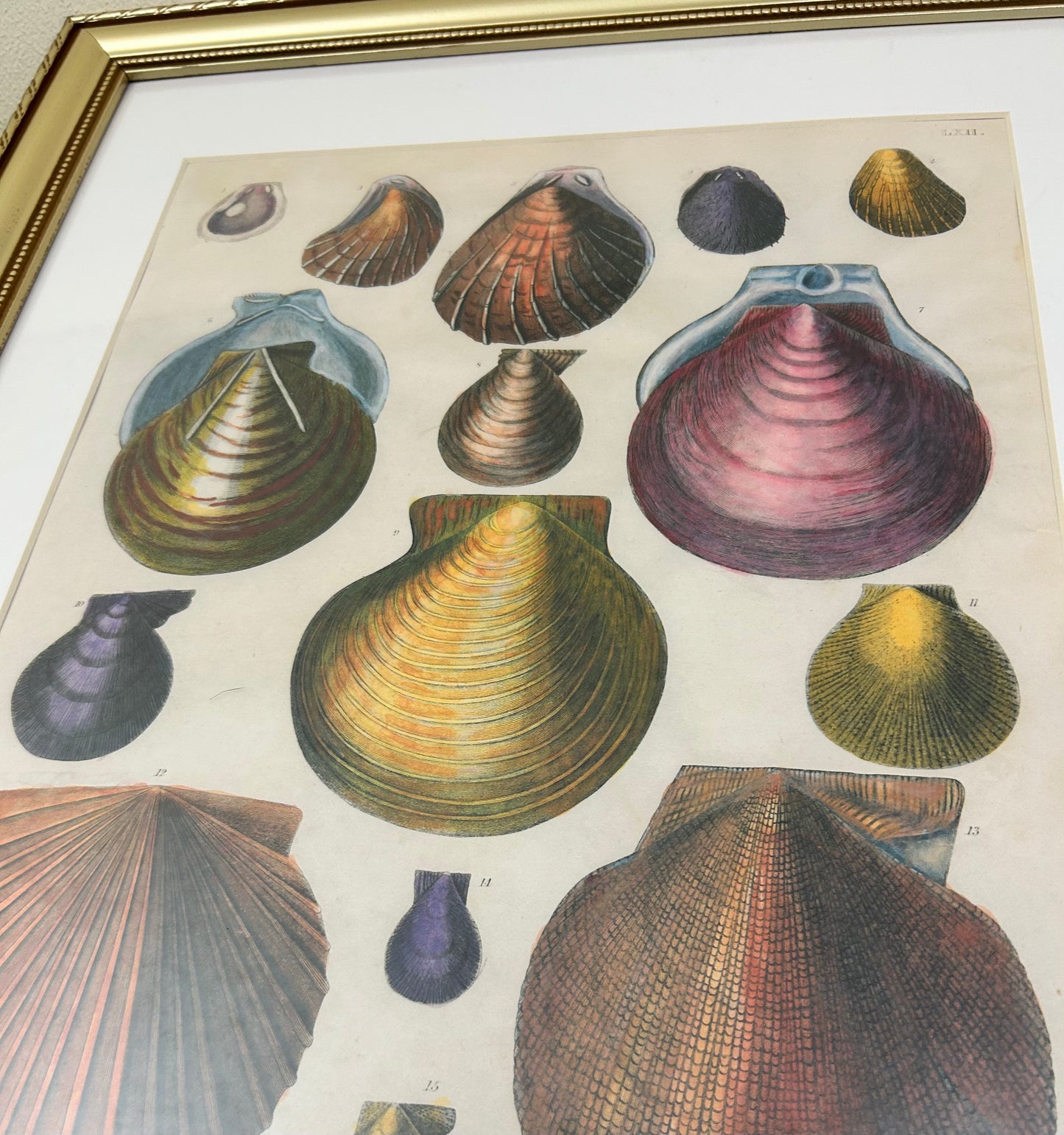 A Set of Framed Vintage Shell Art