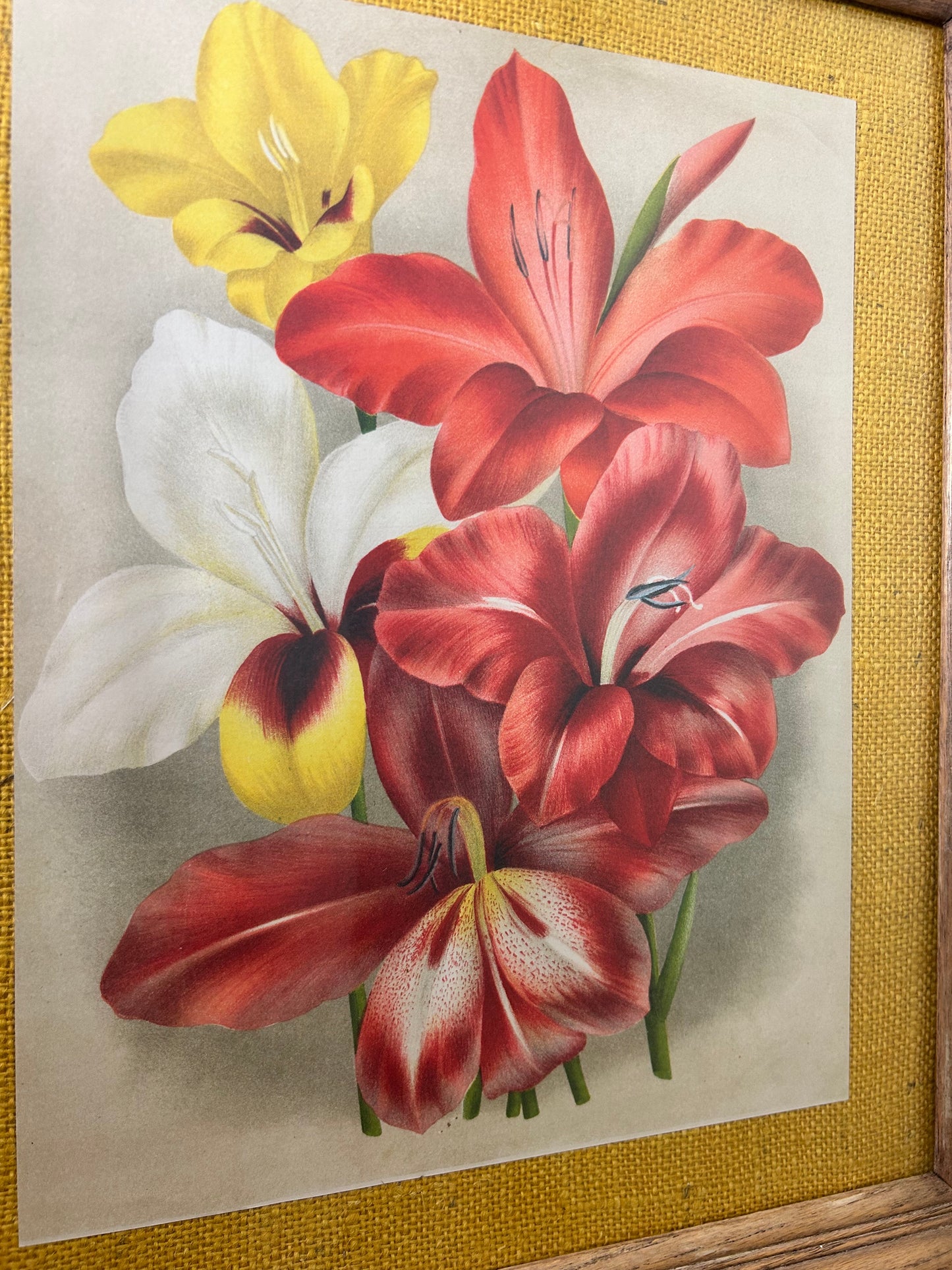 Vintage Red Floral Print